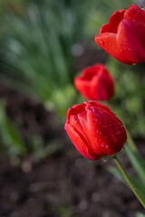 red tulip in the garden. Full frame shot of red flowering plants. close up of a red tulip