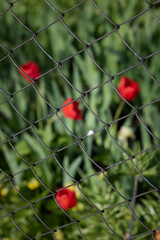 Red tulips in the garden. Close-up of a red tulip. Macro of a metal fence in the garden. Macro of a metal mesh on a background of red flowers.