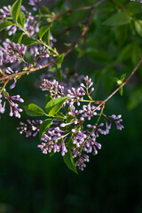 branch of lilac flowers. lilac flowers in spring. Lilac blossoms in the garden. Close-up of lilac flowers. fresh green leaves