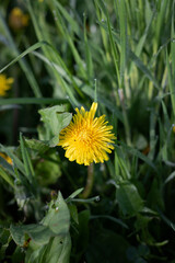 dandelion in the grass. Close-up of a dandelion in the grass