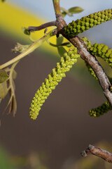 walnut bud on a tree branch. walnut blossom in spring