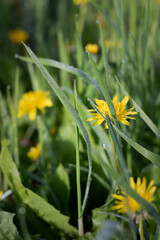 yellow dandelions in the grass. dew on grass. green grass background. close up of grass in dew drops in the morning light. morning dew on grass in spring