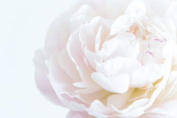 マクロ撮影の芍薬,花,滝の粧,シンプル