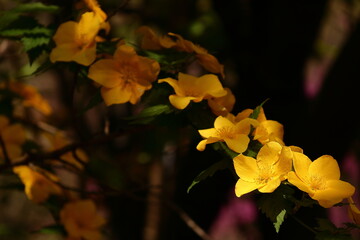 鮮やかな黄金色に咲く