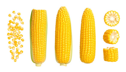 Ripe corn cob, kernels, and cut sections isolated on transparent background