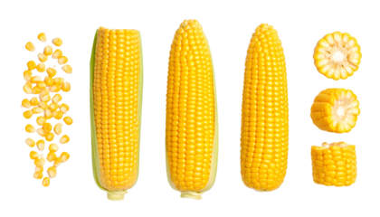 Ripe corn cob, kernels, and cut sections isolated on transparent background