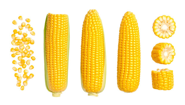 Ripe corn cob, kernels, and cut sections isolated on transparent background