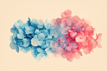 Obraz premium Soft, pastel hydrangea blossoms in ombre colors.