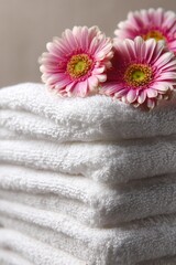 Three vibrant pink gerbera daisies rest atop a stack of fresh, white towels.