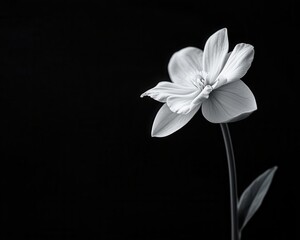 Fototapeta premium Ghost Orchid in infrared photography, glowing with supernatural beauty in monochrome tones
