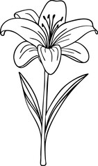 Lily line art. Flat isolated  hand drawn flowers. Minimalist style vector illustration
