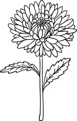 Aster line art. Flat isolated  hand drawn flowers. Minimalist style vector illustration