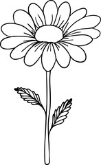 Chamomile line art. Flat isolated  hand drawn flowers. Minimalist style vector illustration
