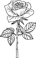 Rose line art. Flat isolated  hand drawn flowers. Minimalist style vector illustration