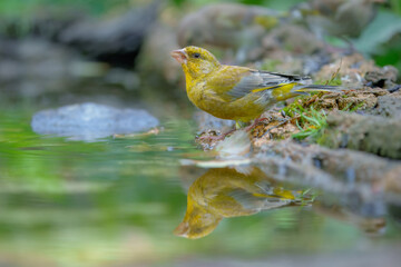 uropean Greenfinch, Chloris chloris, close up portrait, bathing in a watering hole. Best 4K resolution
