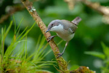 The lesser whitethroat (Curruca curruca) is a common and widespread typical warbler which breeds in temperate Europe.