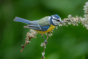 Eurasian Blue Tit, Cyanistes caeruleus (s&yacute;kora modřinka), in the blurred background take bath at the forest waterhole Water mirror.