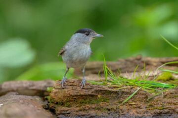 Male Eurasian blackcap (sylvia atricapilla) in the water pond, on the branch.
