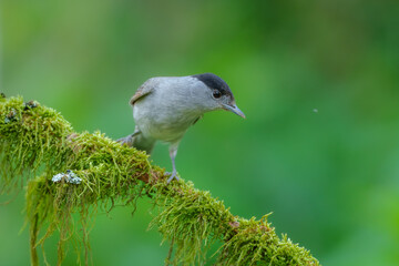 Male Eurasian blackcap (sylvia atricapilla) in the water pond, on the branch.
