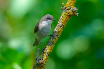 The lesser whitethroat (Curruca curruca) is a common and widespread typical warbler which breeds in temperate Europe.