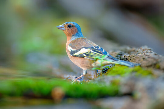 The Eurasian chaffinch, common chaffinch, or simply the chaffinch (Fringilla coelebs) is a common and widespread small passerine bird in the finch family