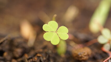 green sprout on the ground