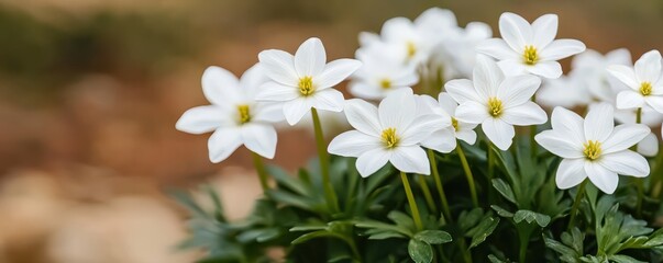 Cluster of delicate white flowers blooming outdoors with green foliage and a blurred background.