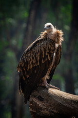 Majestic Vulture Perched in Natural Habitat Closeup Wildlife Portrait