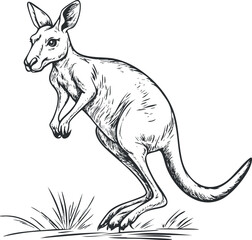 Black and white sketch illustration of a kangaroo standing on grass in natural environment