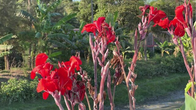 Vibrant Red Canna Lilies Blooming in a Lush Tropical Garden