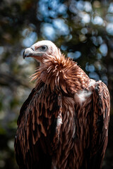Majestic Vulture Perched in Natural Habitat Closeup Wildlife Portrait