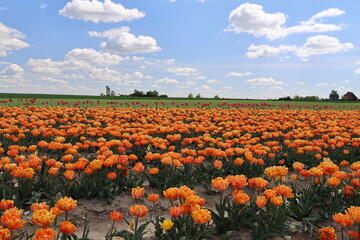 Pole tulipanów
