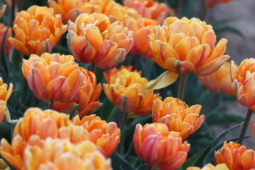 Pole tulipanów