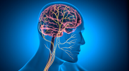 Fototapeta na wymiar X Ray style 3D rendering of Vagus Nerve Stimulation with glowing nerve fibers - 3D illustration