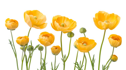 Obraz premium Yellow Ranunculus Flowers Bouquet Nature Beauty Spring Bloom