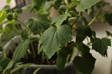 green leaves on a tree