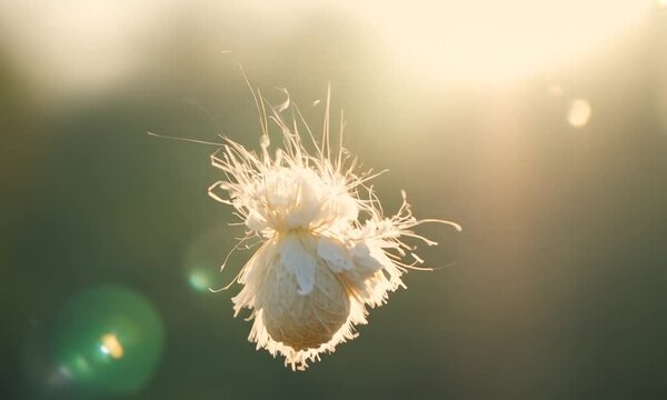 Ethereal flower pod floating in sunlight, surrounded by a dreamy blurred background