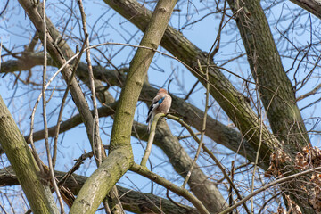 Bird of eurasian jay with blue wings sitting between branch on tree. Garrulus glandarius bird of corvidae family of order passeriformes. Mockingbird because ability to imitate sounds and human speech.