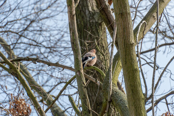 Bird of eurasian jay with blue wings sitting between branch on tree. Garrulus glandarius bird of corvidae family of order passeriformes. Mockingbird because ability to imitate sounds and human speech.