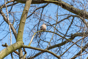 Bird of eurasian jay with blue wings sitting between branch on tree. Garrulus glandarius bird of corvidae family of order passeriformes. Mockingbird because ability to imitate sounds and human speech.