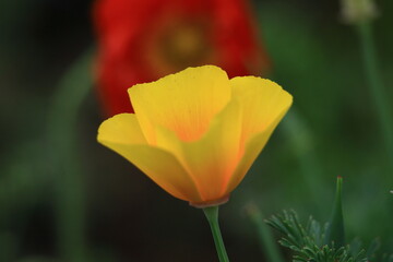 Obraz premium 一面の花畑