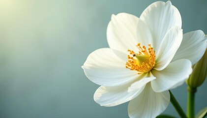 Obraz premium Close-up of pristine white petals, soft focus, flora, flower, texture