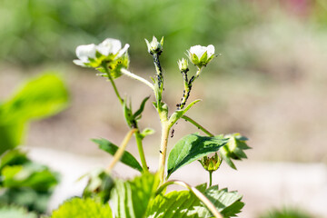 Colony of black aphids and ants on the stems of flowering strawberries. Prevention and control of insect parasites