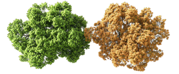 A vibrant green tree cluster juxtaposed with a dry. autumnal tree cluster. showcasing the contrast between seasonal changes in a natural environment. ideal for nature-themed projects