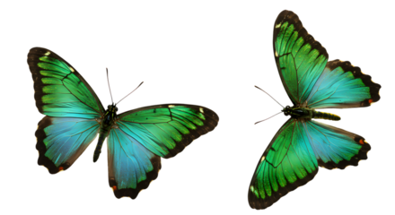 Stunning Emerald and Teal Butterflies A Close-Up View of Two Vibrant Lepidoptera with Iridescent Wings Against a Pure White Background