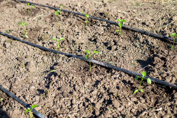 Planting pepper seedlings in the ground with drip irrigation pipes installed on the ground
