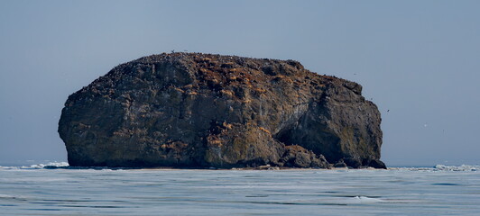 Russia. The Far East. The Kuril Islands. Numerous sea gulls on the rocky island of the Sea of Okhotsk are an ideal place to protect their nests.