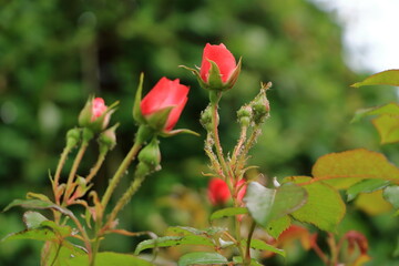 red roses blooming in the garden