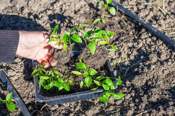 Planting pepper seedlings in the ground with drip irrigation pipes installed on the ground. Hands of a mature man holding a seedling