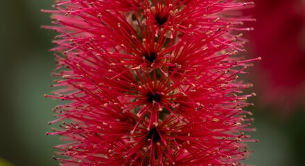 Close-up of Vibrant Red Bottle Brush Flower in Natural Light